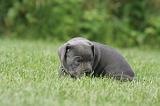 CANE CORSO 1286